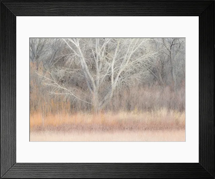 Framed Print : Willow and cottonwoods in mornings light, Bosque del Apache National Wildlife Refuge, New Mexico, USA Framed Print : Willow and cottonwoods in mornings light, Bosque del Apache National Wildlife Refuge, New Mexico, USA