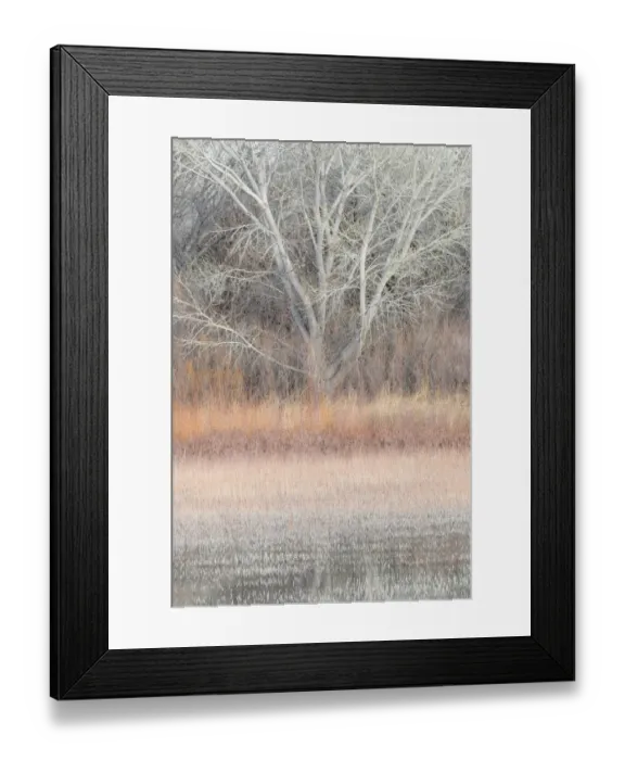 Framed Print : Willow and cottonwoods in mornings light, Bosque del Apache National Wildlife Refuge, New Mexico, USA Framed Print : Willow and cottonwoods in mornings light, Bosque del Apache National Wildlife Refuge, New Mexico, USA