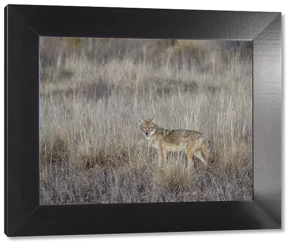 Portrait of Coyote (Canis latrans) in grassland, Bosque del Apache National Wildlife Refuge, New Mexico, USA