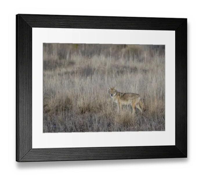 Framed Print : Portrait of Coyote (Canis latrans) in grassland, Bosque del Apache National Wildlife Refuge, New Mexico, USA