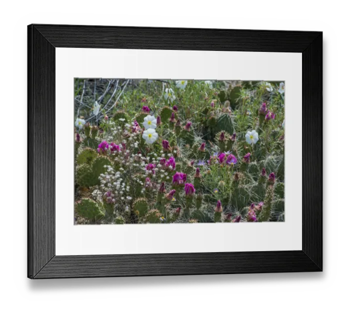 Framed Print : Tufted evening-primrose (Oenothera caespitosa) in bloom, San Rafael Swell, Utah, USA Framed Print : Tufted evening-primrose (Oenothera caespitosa) in bloom, San Rafael Swell, Utah, USA