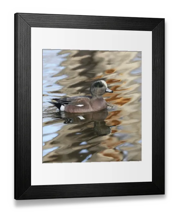 Framed Print : American Wigeon male (Mareca americana) in waters, Bosque del Apache National Wildlife Refuge, New Mexico, USA Framed Print : American Wigeon male (Mareca americana) in waters, Bosque del Apache National Wildlife Refuge, New Mexico, USA