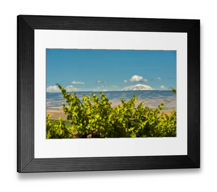 Framed Print : Mt. Adams overlooking Red Willow vineyards, Yakima Valley, Washington State, USA Framed Print : Mt. Adams overlooking Red Willow vineyards, Yakima Valley, Washington State, USA