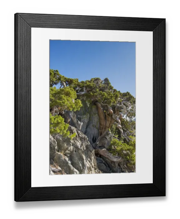 Framed Print : Ancient Sierra Juniper (Eriogonum incanum), Lake Tahoe region, California, USA