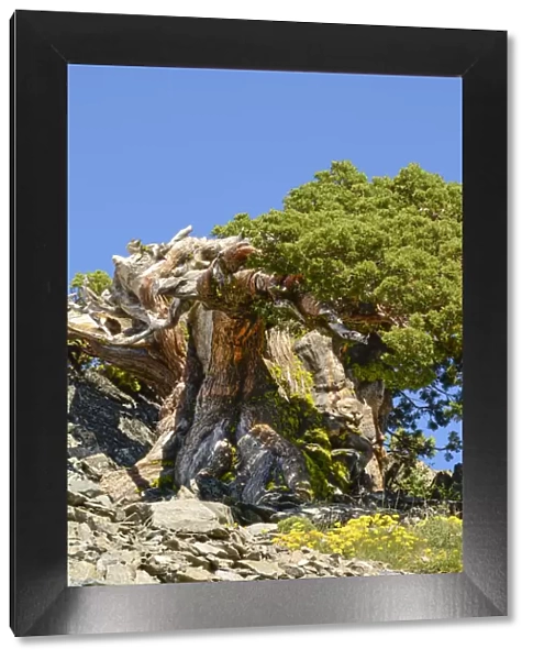 Ancient Sierra Juniper (Eriogonum incanum), Lake Tahoe region, California, USA