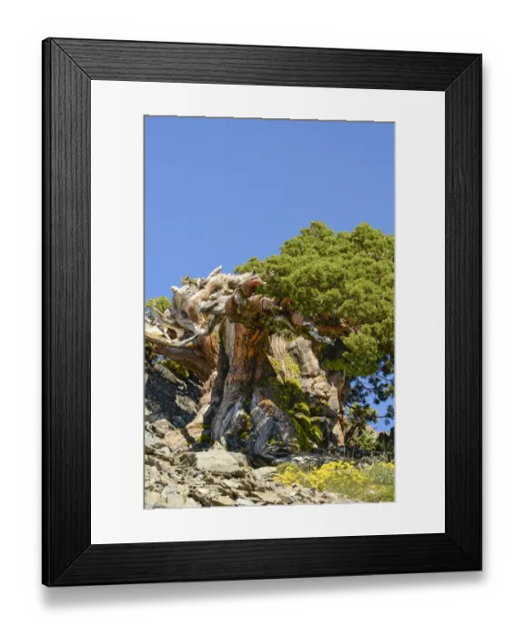 Framed Print : Ancient Sierra Juniper (Eriogonum incanum), Lake Tahoe region, California, USA Framed Print : Ancient Sierra Juniper (Eriogonum incanum), Lake Tahoe region, California, USA