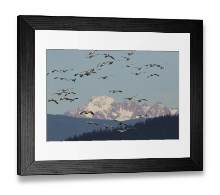 Framed Print : Snow geese (Anser caerulescens) flying over Cascade Mountains, Skagit Valley, Washington State, USA Framed Print : Snow geese (Anser caerulescens) flying over Cascade Mountains, Skagit Valley, Washington State, USA