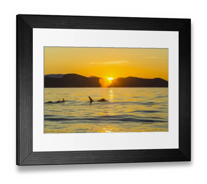 Framed Print : Orca Killer Whales (Orca orcinus) in sea at sunset, Pacific Northwest, USA Framed Print : Orca Killer Whales (Orca orcinus) in sea at sunset, Pacific Northwest, USA
