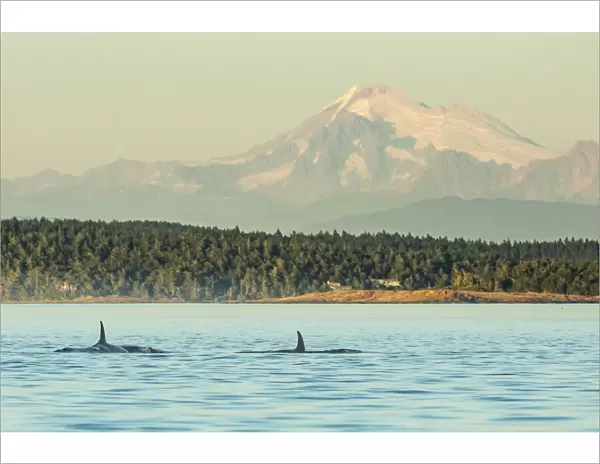 Pod of Orca Whales (Orcinus orca) in Haro Strait near San Juan Island with Mt. Baker behind, Washington State, USA