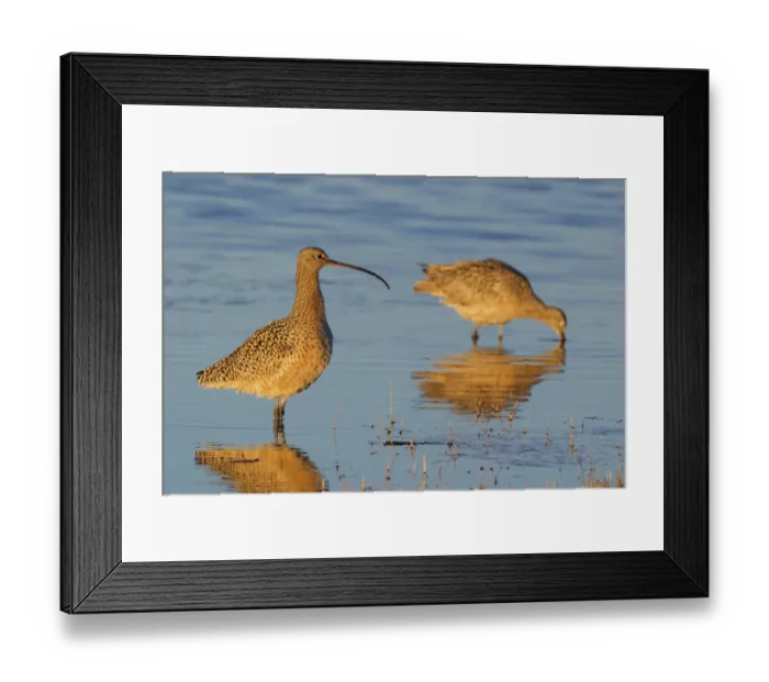 Framed Print : Long-billed Curlew (Numenius americanus) pair wading in water, Oregon, USA Framed Print : Long-billed Curlew (Numenius americanus) pair wading in water, Oregon, USA
