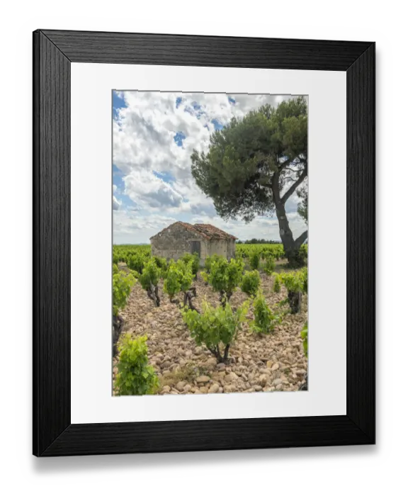 Framed Print : Grapevines (Vitis) in vineyard, Chateauneuf du Pape, France