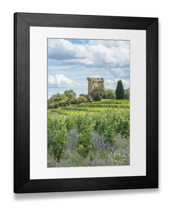 Framed Print : Vineyard next to Ruins of castle, Chateauneuf du Pape, France