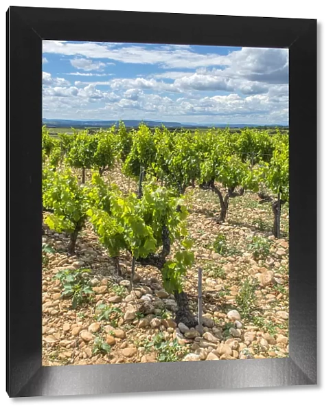 Vineyard, Chateauneuf du Pape, France, Europe