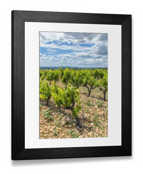 Framed Print : Vineyard, Chateauneuf du Pape, France, Europe Framed Print : Vineyard, Chateauneuf du Pape, France, Europe