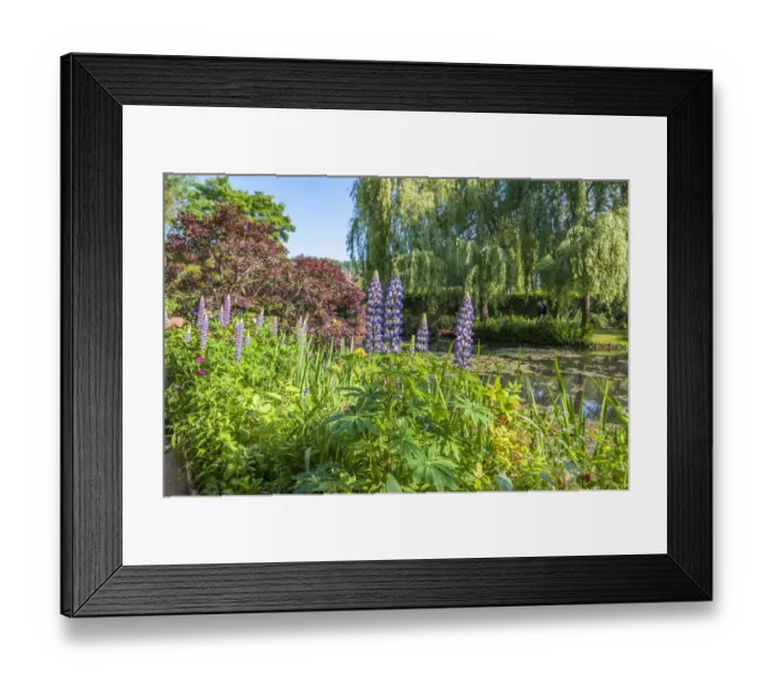Framed Print : Monets water garden in spring, Giverny, Normandy, France Framed Print : Monets water garden in spring, Giverny, Normandy, France