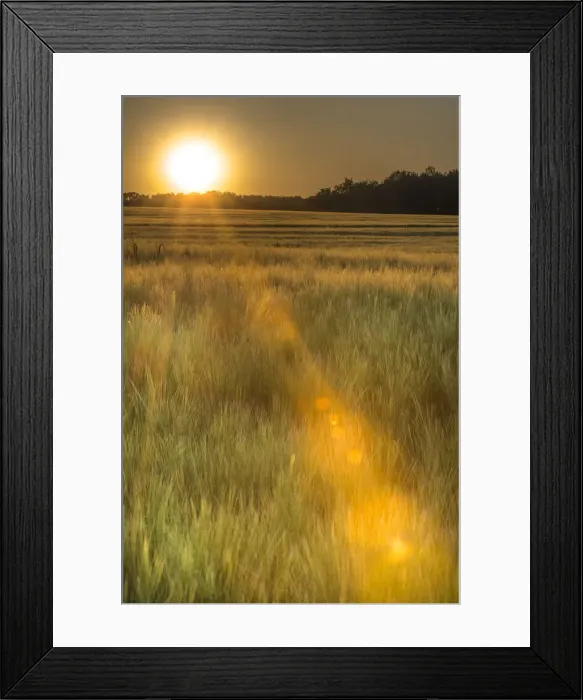 Framed Print : Scenic crop of barley, Vexin Region, Normandy, France