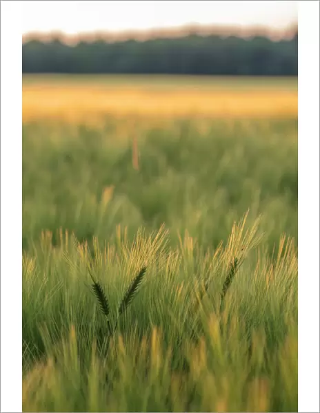 Field of barley (Hordeum vulgare) in afternoon light, Vexin Region, Normandy, France