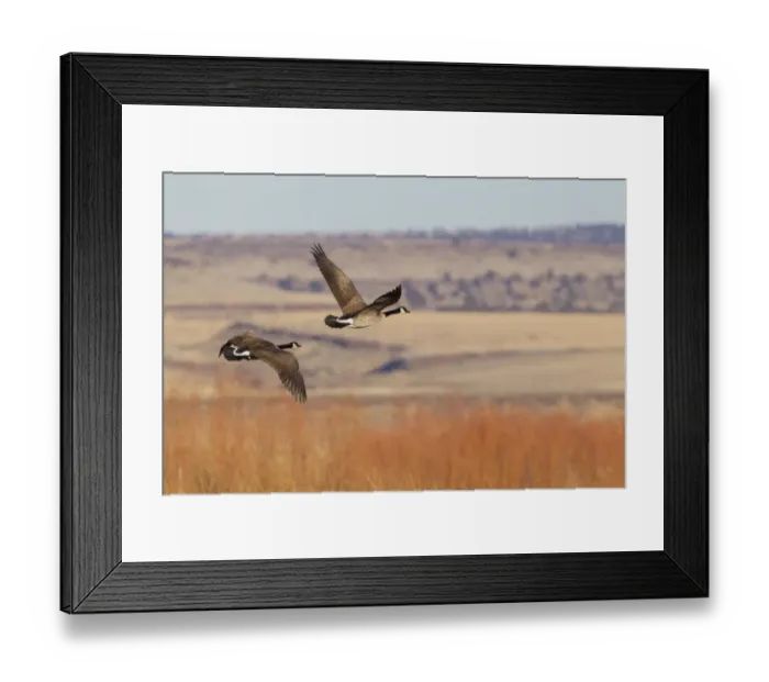 Framed Print : Greater Canada goose (Branta Canadensis) flying over autumn landscape