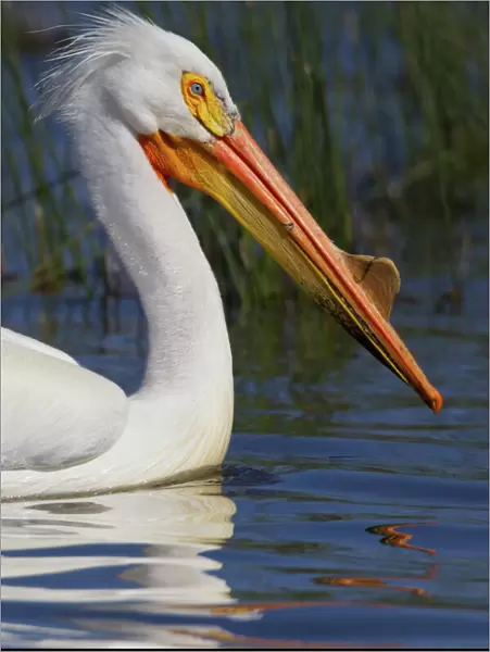 Portrait of American white pelican (Pelecanus erythrorhynchos), Oregon, USA