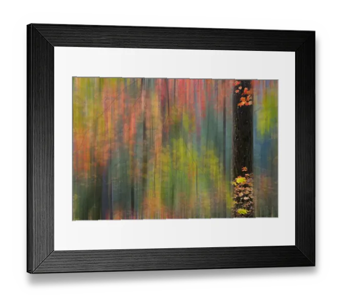 Framed Print : Vine Maple and Big Leaf Maple in autumn, Silver Falls State Park, Oregon, USA