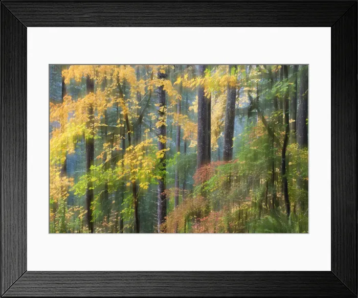 Framed Print : Vine Maple and Big Leaf Maple in autumn, Silver Falls State Park, Oregon, USA Framed Print : Vine Maple and Big Leaf Maple in autumn, Silver Falls State Park, Oregon, USA