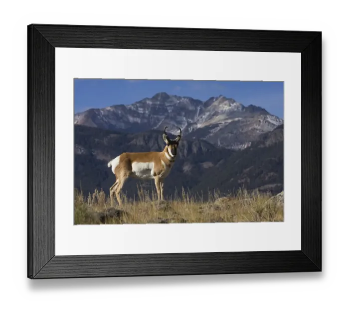 Framed Print : Portrait of Pronghorn antelope (Antilocapra americana) buck, Electric Peak, Yellowstone National Park, Montana, USA