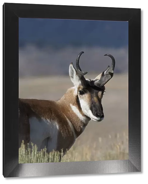 Portrait of Pronghorn antelope (Antilocapra americana) buck, Electric Peak, Yellowstone National Park, Montana, USA