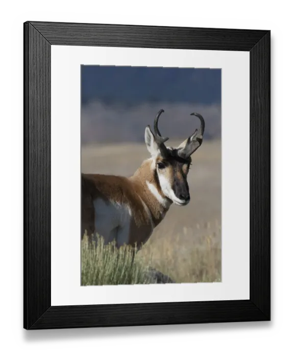 Framed Print : Portrait of Pronghorn antelope (Antilocapra americana) buck, Electric Peak, Yellowstone National Park, Montana, USA Framed Print : Portrait of Pronghorn antelope (Antilocapra americana) buck, Electric Peak, Yellowstone National Park, Montana, USA