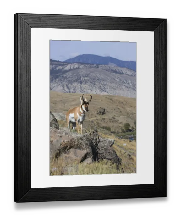 Framed Print : Portrait of Pronghorn antelope (Antilocapra americana) buck, Electric Peak, Yellowstone National Park, Montana, USA Framed Print : Portrait of Pronghorn antelope (Antilocapra americana) buck, Electric Peak, Yellowstone National Park, Montana, USA