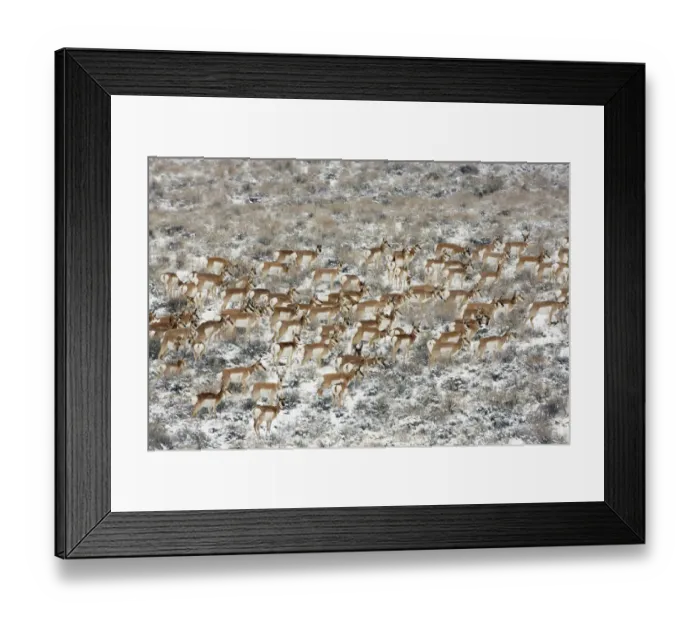 Framed Print : Pronghorn antelope (Antilocapra americana) herd in meadow, Sage Bush country, Oregon, USA Framed Print : Pronghorn antelope (Antilocapra americana) herd in meadow, Sage Bush country, Oregon, USA