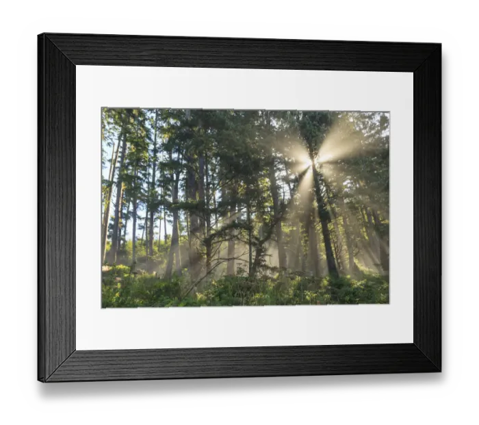 Framed Print : Sunshine streaming through trees, Juan De Fuca Trail, near Jordan River, Vancouver Island, British Columbia, Canada Framed Print : Sunshine streaming through trees, Juan De Fuca Trail, near Jordan River, Vancouver Island, British Columbia, Canada