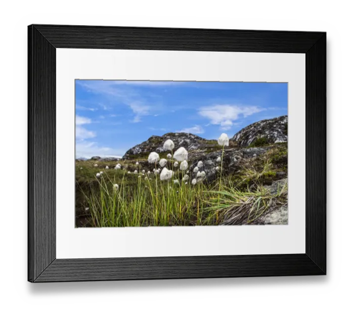 Framed Print : Cottongrass (Eriophorum angustifolium) in Hundefjord, Qeqertarsuaq, Greenland