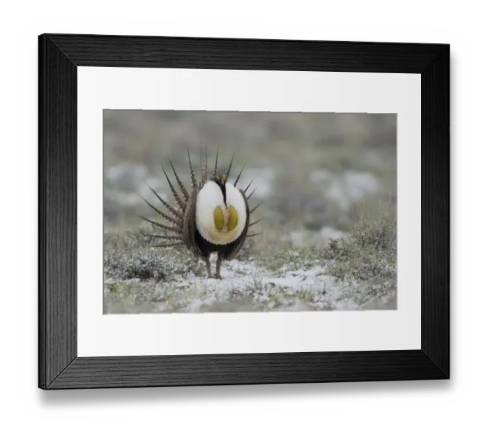 Framed Print : Sage Grouse (Centrocercus urophasianus) male in meadow, Steens Mountain, Oregon, USA Framed Print : Sage Grouse (Centrocercus urophasianus) male in meadow, Steens Mountain, Oregon, USA