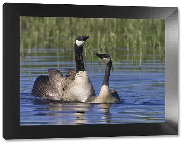 Greater Canada geese (Branta canadensis) swimming, Oregon, USA