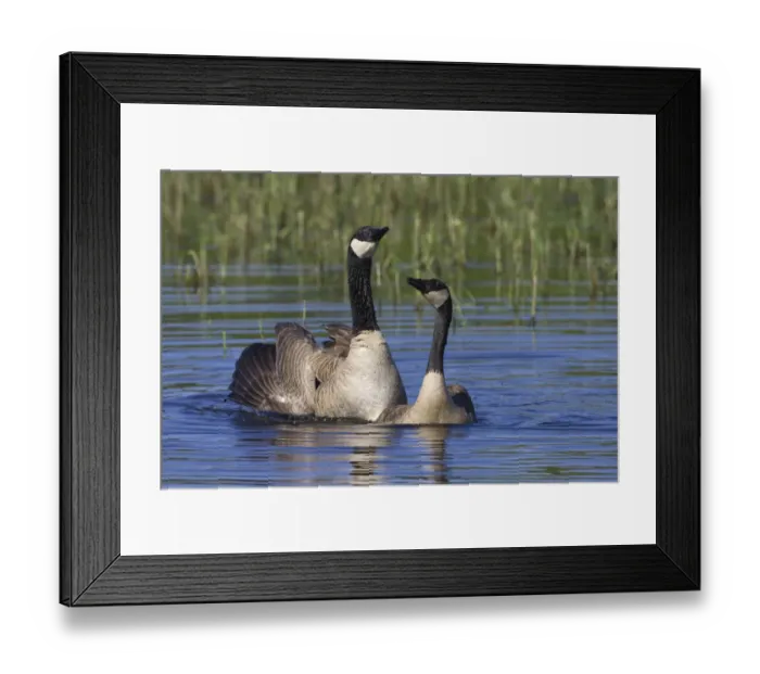Framed Print : Greater Canada geese (Branta canadensis) swimming, Oregon, USA