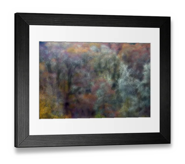 Framed Print : Oak trees in autumn color, Roseburg, Oregon, USA Framed Print : Oak trees in autumn color, Roseburg, Oregon, USA