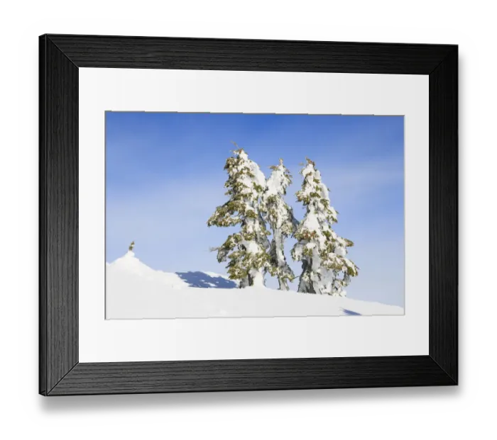 Framed Print : Snow-capped trees on sunny day, Mt, Washington Ski Resort bordering Strathcona Provincial Park, Vancouver Island, British Columbia, Canada