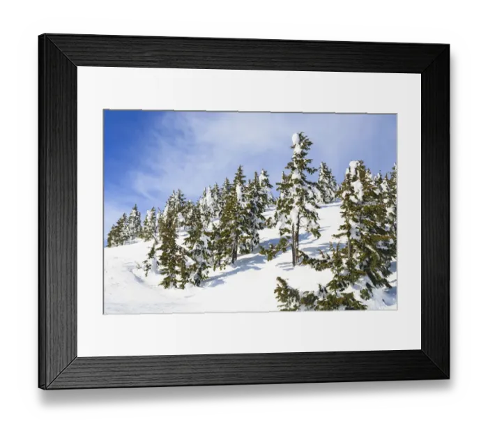 Framed Print : Snow-capped trees on sunny day, Mt, Washington Ski Resort bordering Strathcona Provincial Park, Vancouver Island, British Columbia, Canada Framed Print : Snow-capped trees on sunny day, Mt, Washington Ski Resort bordering Strathcona Provincial Park, Vancouver Island, British Columbia, Canada