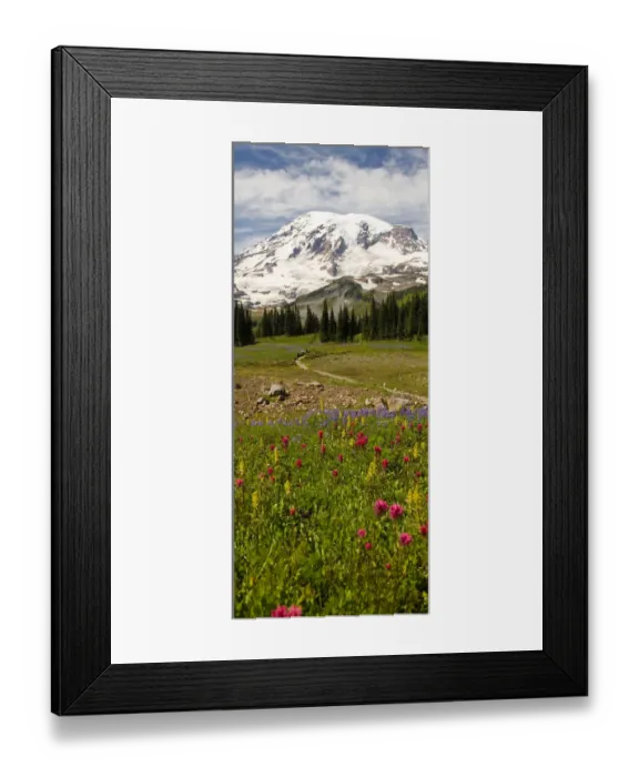 Framed Print : Alpine Wildflowers, Mt. Rainier National Park, Washington State, USA