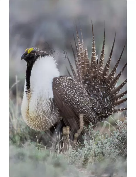 Sage Grouse (Centrocercus urophasianus) male in meadow, Steens Mountain, Oregon, USA