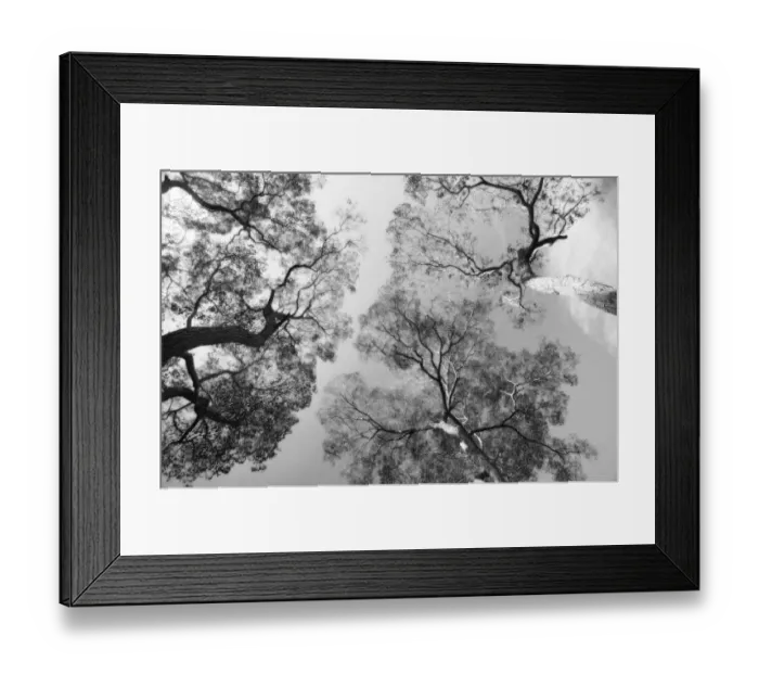 Framed Print : Upward view of trees, Salem, Oregon, USA Framed Print : Upward view of trees, Salem, Oregon, USA