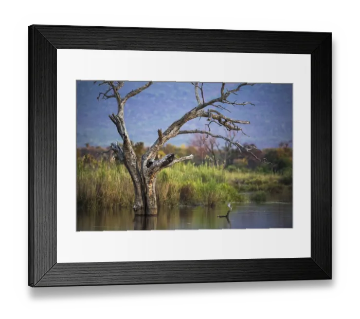 Framed Print : Tree skeleton in the Marataba River, Marataba Private Game Reserve, Limpopo, South Africa