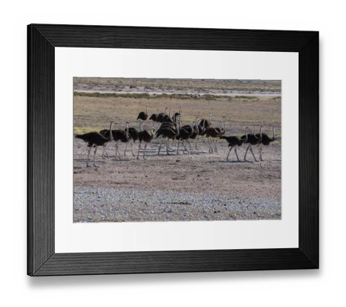Framed Print : animal in the wild, animals, birds, etosha, etosha park, female, full body, male Framed Print : animal in the wild, animals, birds, etosha, etosha park, female, full body, male