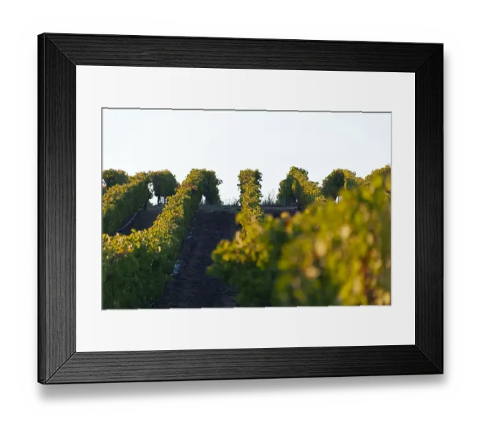 Framed Print : Vineyards of Groot Constantia Estate. Cape Town. RSA Framed Print : Vineyards of Groot Constantia Estate. Cape Town. RSA