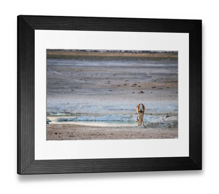 Framed Print : animal in the wild, animals, antidorcas marsupialis, etosha, etosha park, herbivore Framed Print : animal in the wild, animals, antidorcas marsupialis, etosha, etosha park, herbivore