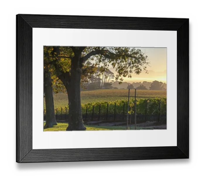 Framed Print : Vineyards of Groot Constantia Estate. Cape Town. RSA