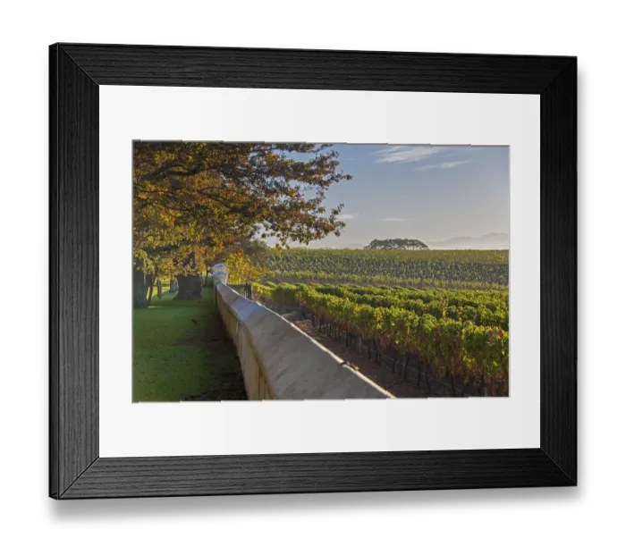 Framed Print : Vineyards of Groot Constantia Estate. Cape Town. RSA Framed Print : Vineyards of Groot Constantia Estate. Cape Town. RSA