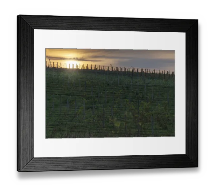Framed Print : Vineyards of Groot Constantia Estate. Cape Town. RSA