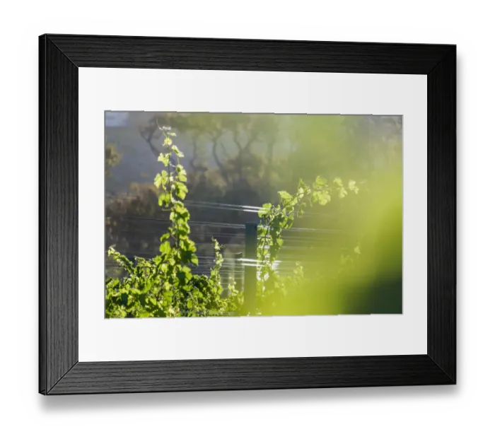 Framed Print : Sun-drenched vines backlit on Buitenverwachting Wine Estate. Constantia Cape Town. RSA Framed Print : Sun-drenched vines backlit on Buitenverwachting Wine Estate. Constantia Cape Town. RSA