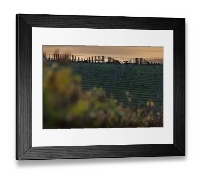 Framed Print : Vineyards of Groot Constantia Estate. Cape Town. RSA Framed Print : Vineyards of Groot Constantia Estate. Cape Town. RSA